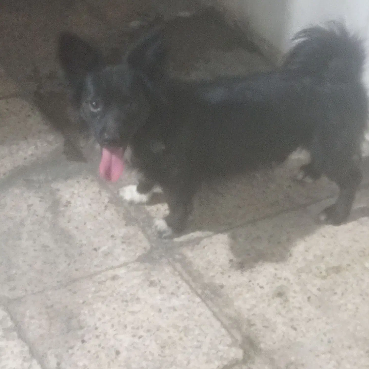 سگ نر 3500تومن|سگ|مسجد سلیمان, |دیوار