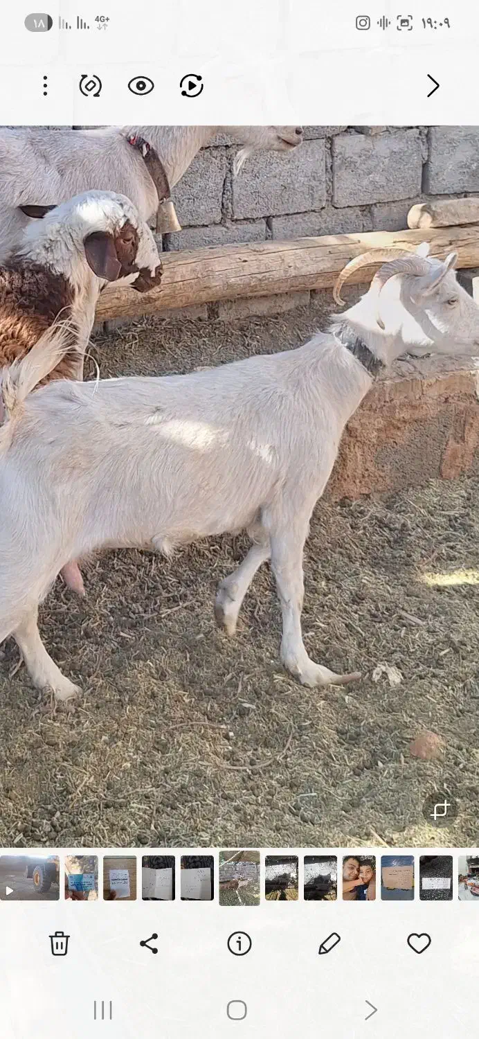 بزسانن 1عدد|حیوانات مزرعه|باغ بهادران, |دیوار