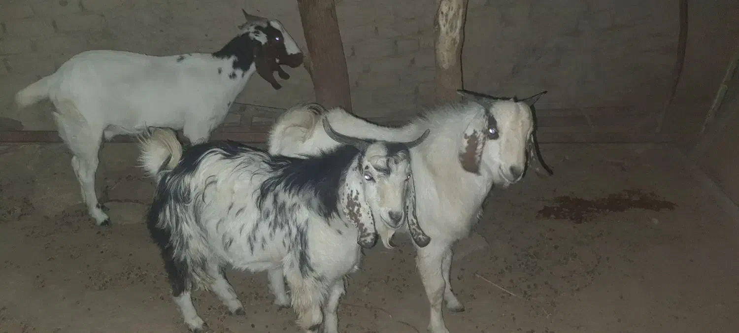 بزه گوشتی|حیوانات مزرعه|کرباسک, |دیوار