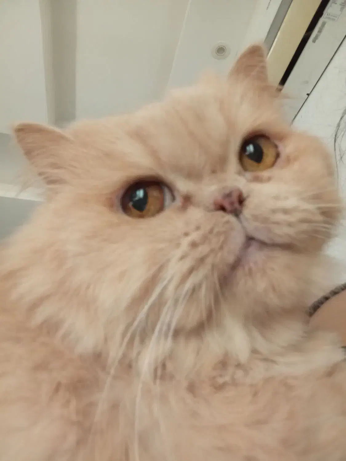 گربه پرشین کرم و سفید آرام ملوس|گربه|چالوس, |دیوار