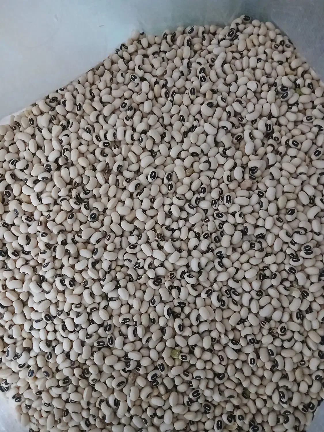 حبوبات ،کشمش پلویی، کره محلی (۳۰۰)|خوردنی و آشامیدنی|داراب, |دیوار