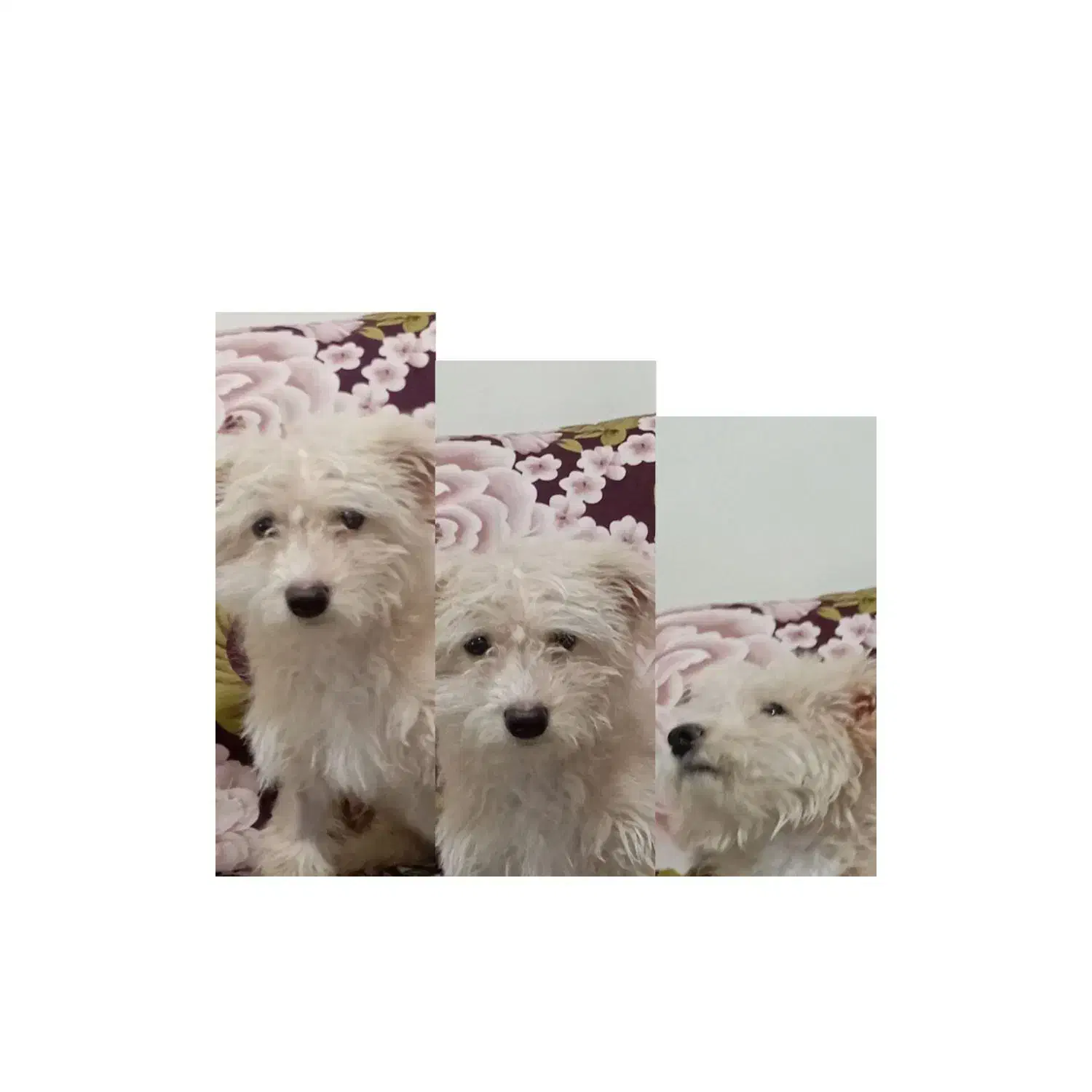 سگ پاکوتاه|سگ|تبریز, |دیوار