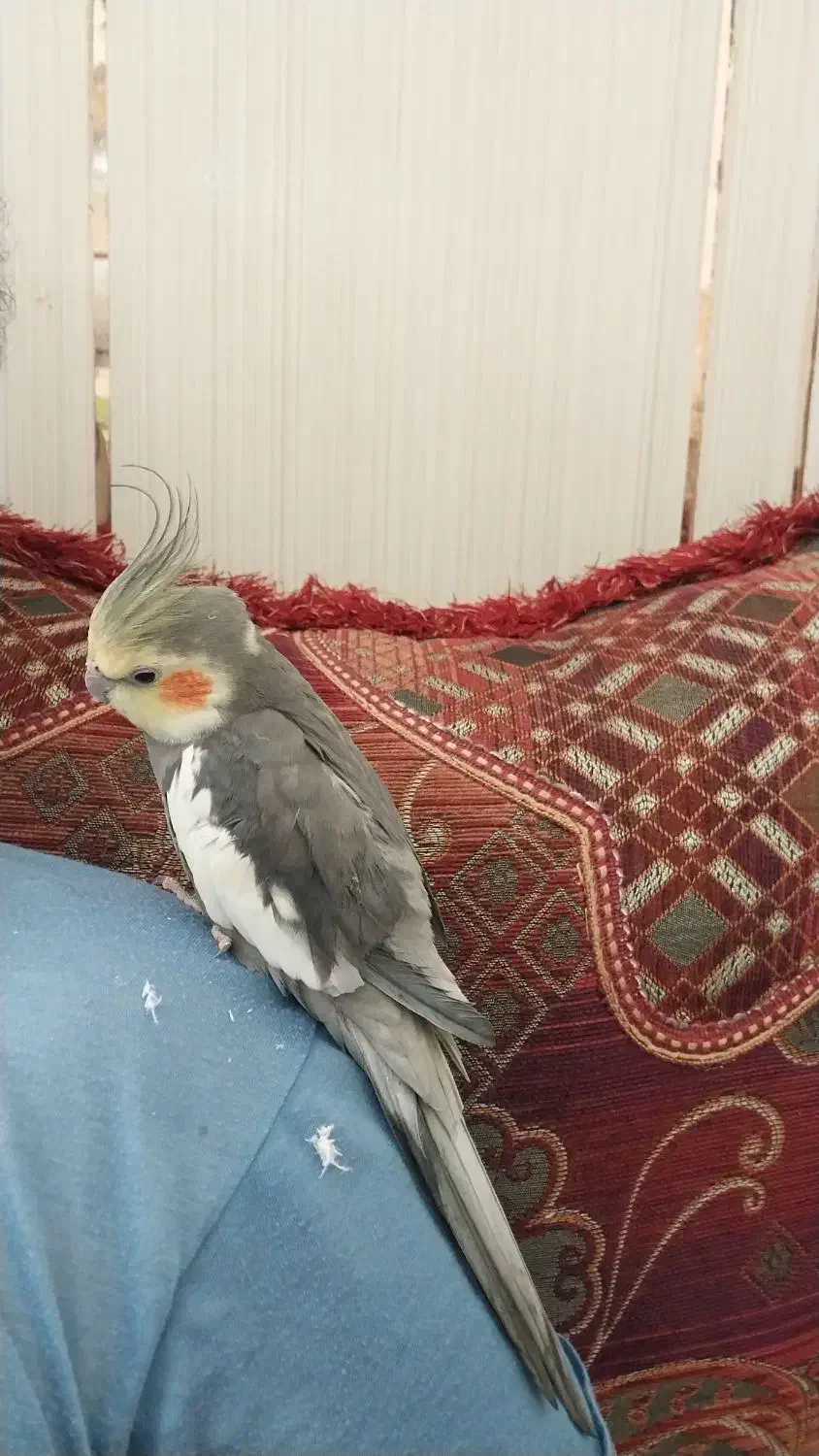 فروش عروس هلندی|پرنده|لامرد, |دیوار