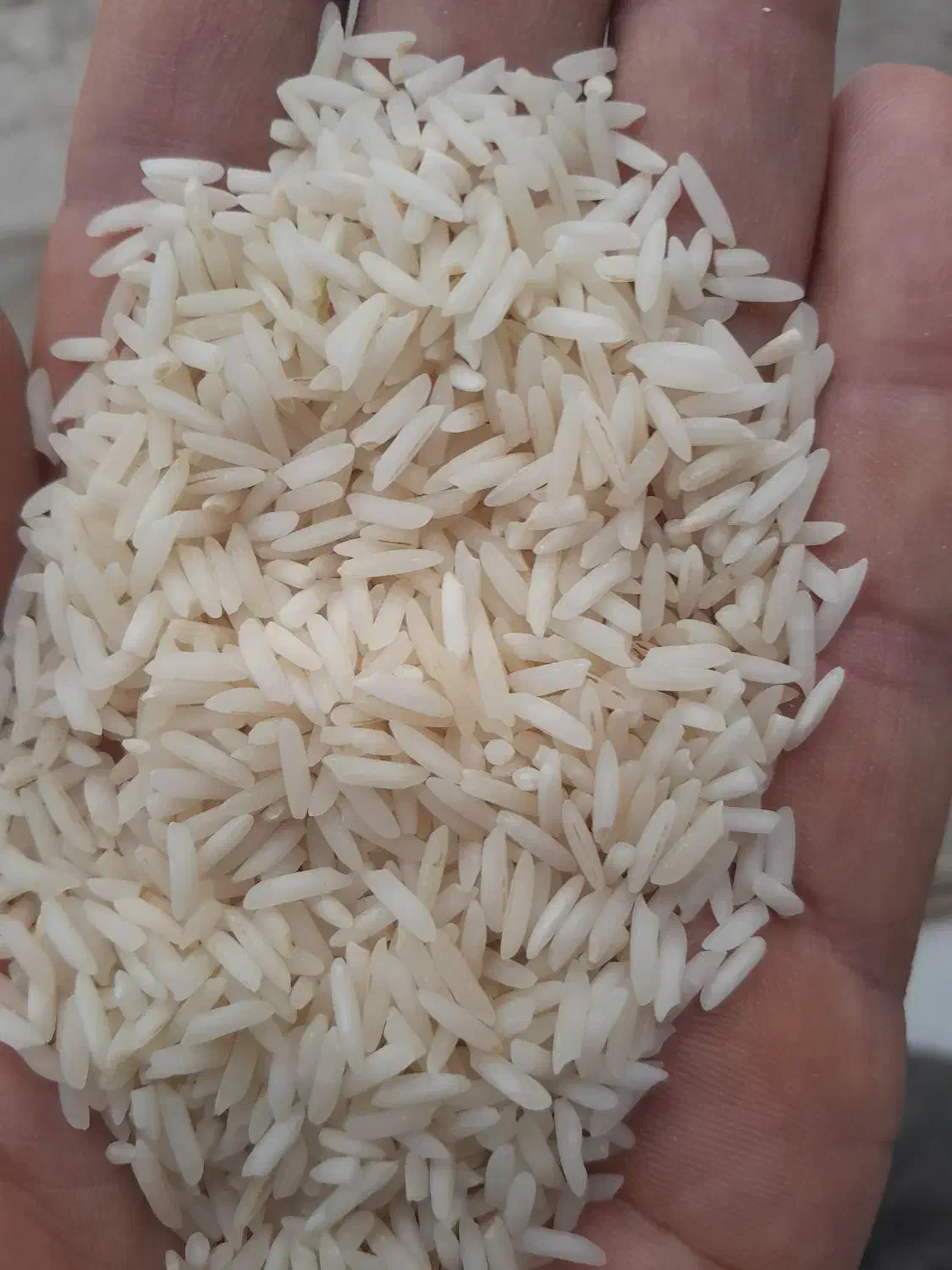 برنج طارم فجر. خوشپخت. هاشمی|عمده‌فروشی|نسیم‌شهر, |دیوار