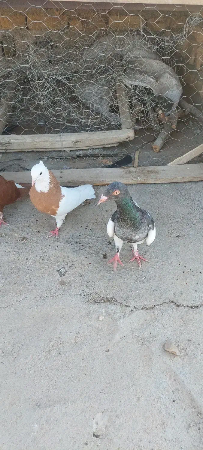 کفتر ماده|پرنده|تاکستان, |دیوار