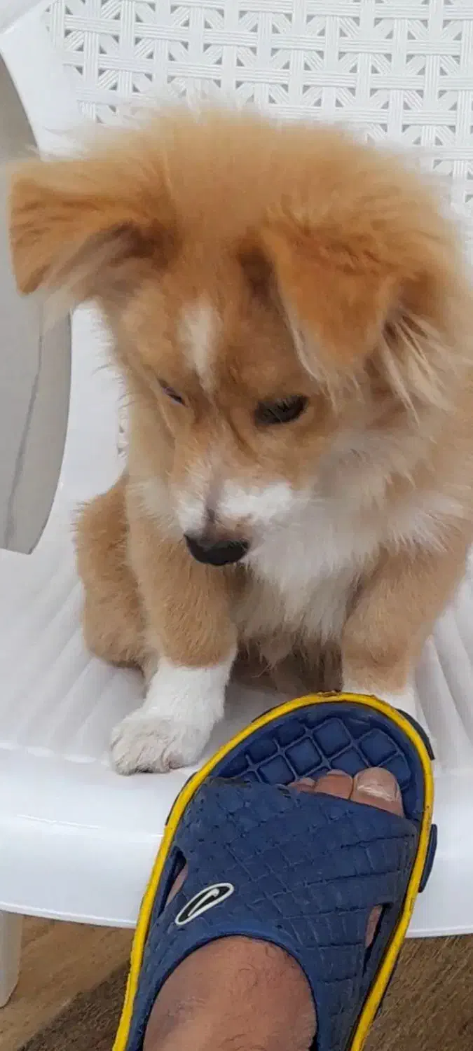 فروش سگ خانگی|سگ|شیرگاه, |دیوار