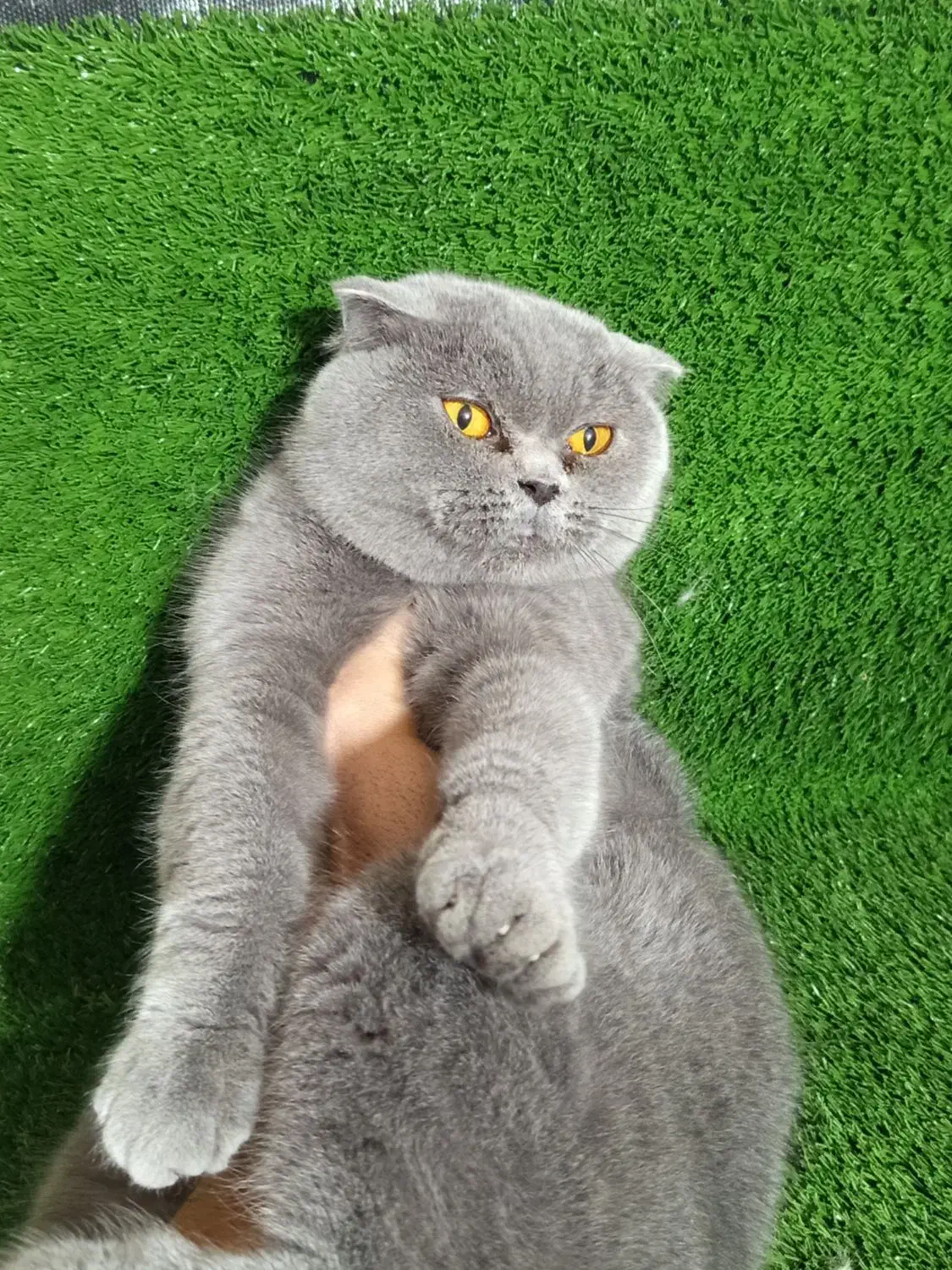 اسکاتیش بلو ماده|گربه|قزوین, |دیوار