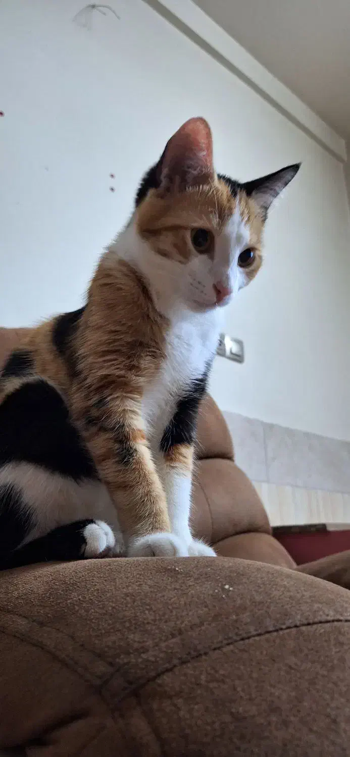 گربه عقیم شده ماده|گربه|برخوار, |دیوار