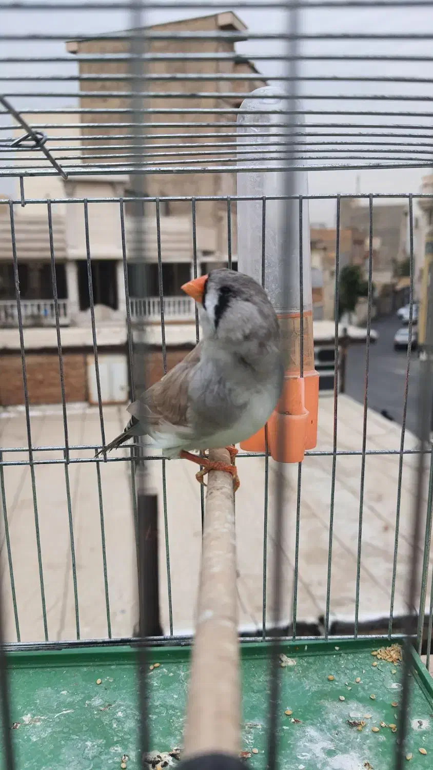 فنچ زبرا انگلیسی|پرنده|تهران, خزانه|دیوار