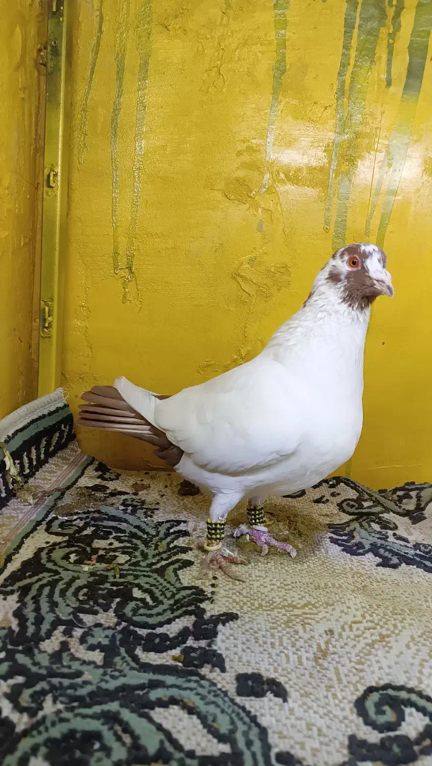 دوجفت کبوتر|پرنده|مشهد, بهمن|دیوار