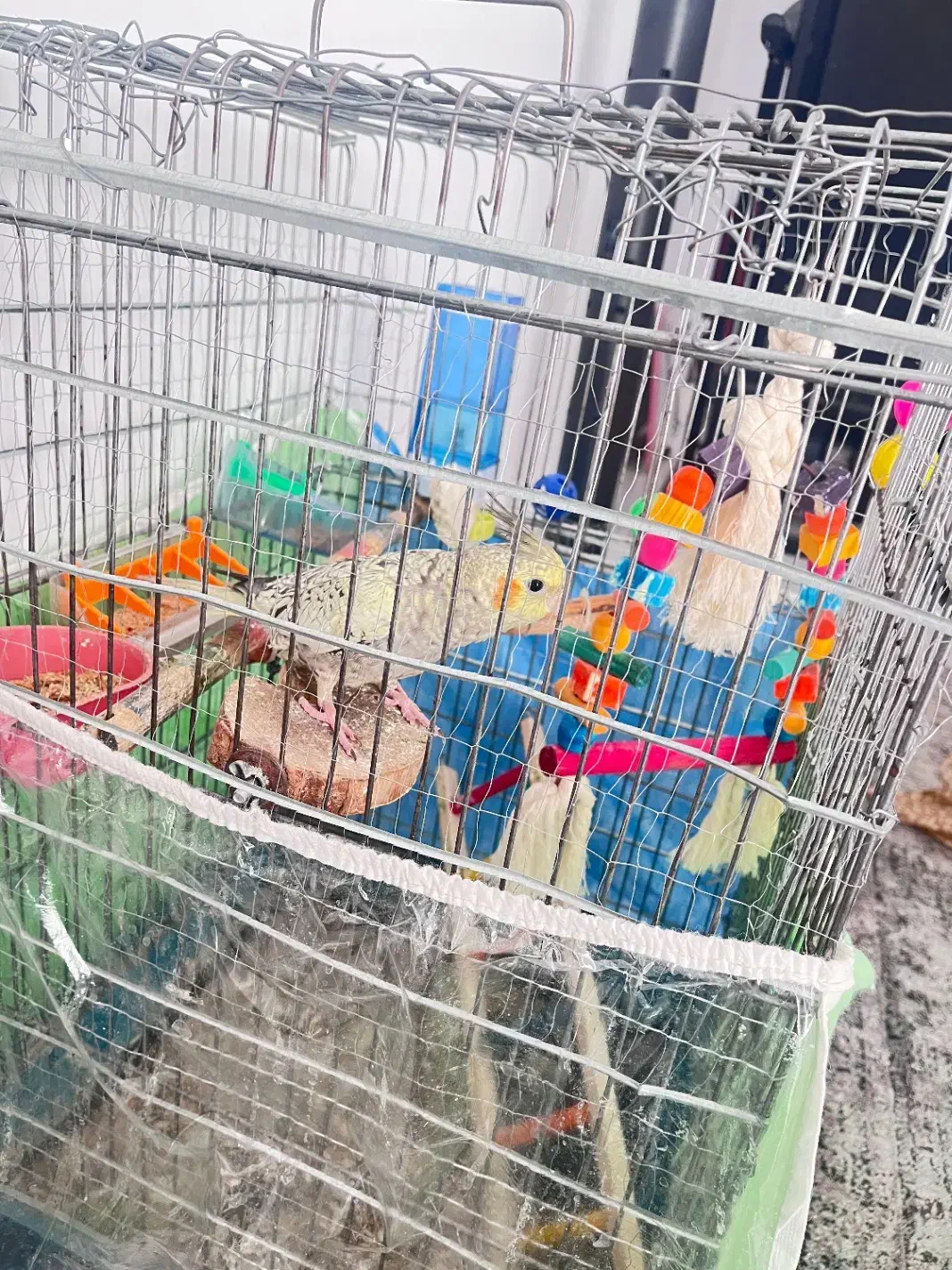 فروش عروس هلندی|پرنده|شیراز, ارم|دیوار