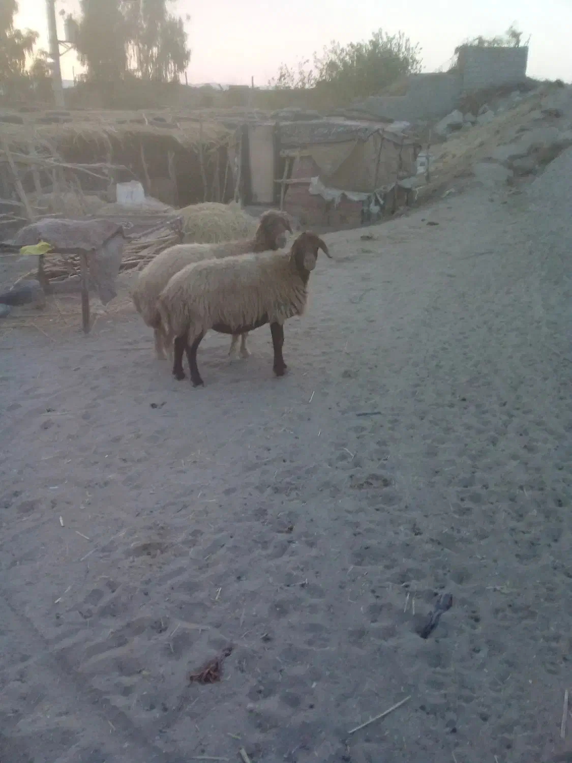 دوعدد گوشفند|حیوانات مزرعه|صالح آباد (ایلام), |دیوار