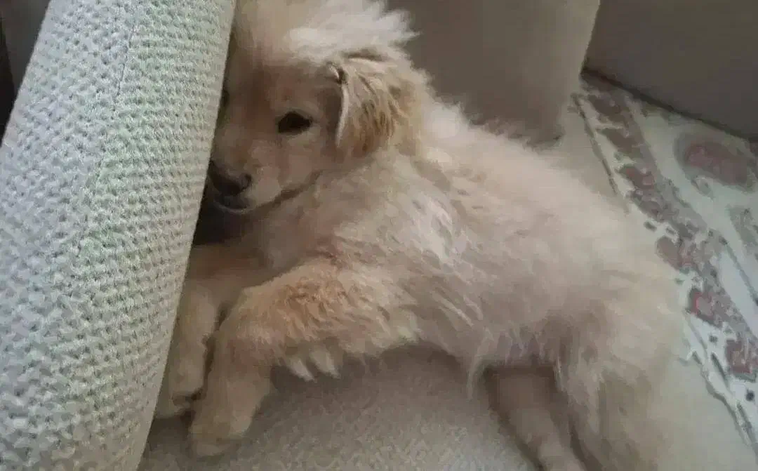 سگ پامر|سگ|مشهد, نوفل لوشاتو|دیوار