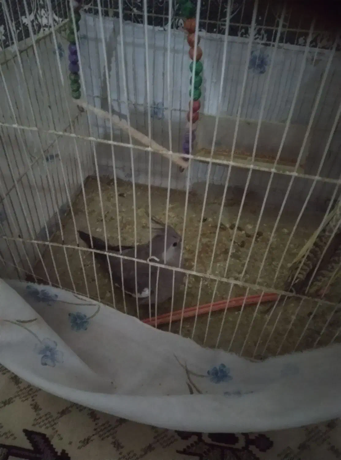 عروس هلندی|پرنده|رضویه, |دیوار