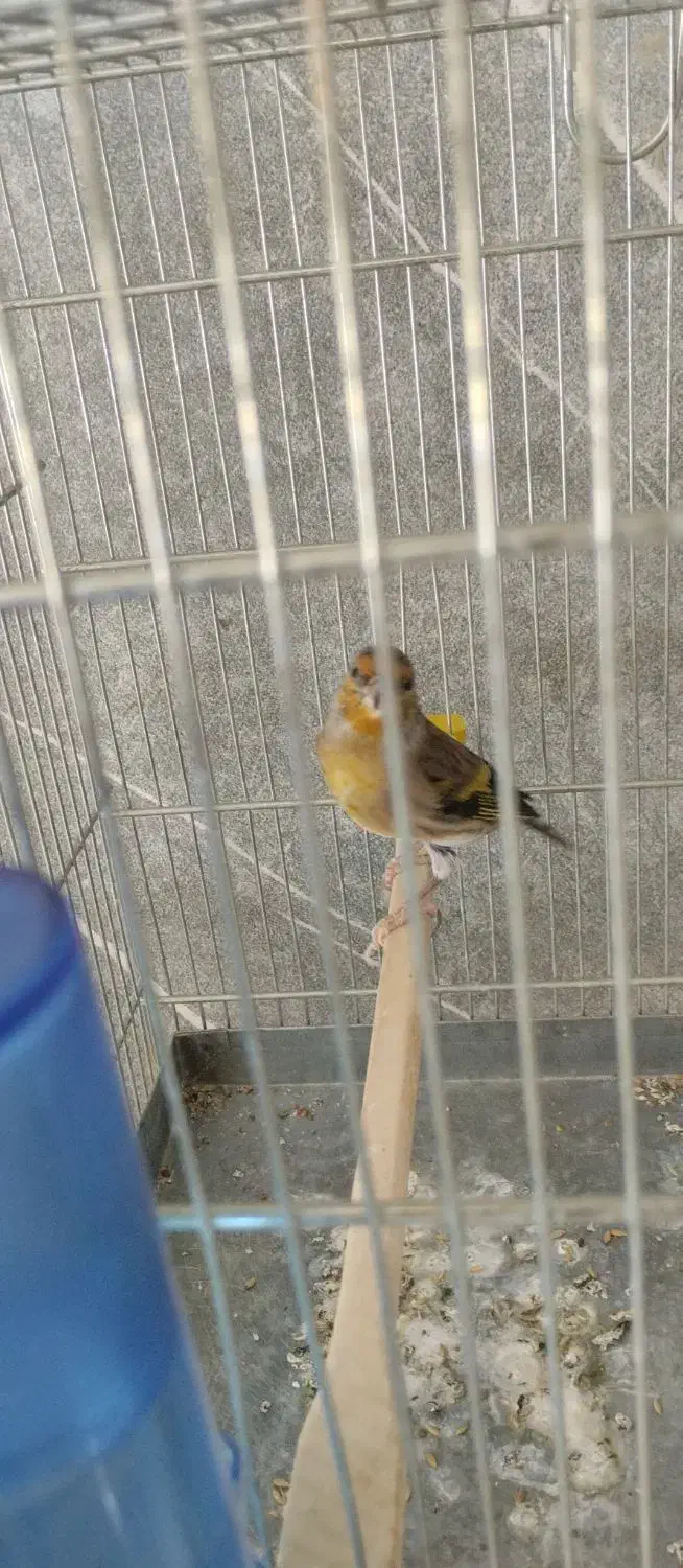 ۵ تا سهره و سهره قناری همه بخون، جفتی|پرنده|مشکین‌دشت, |دیوار