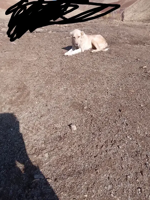 سلام سگ ماده سراب ۸ ماهه|سگ|سنندج, |دیوار