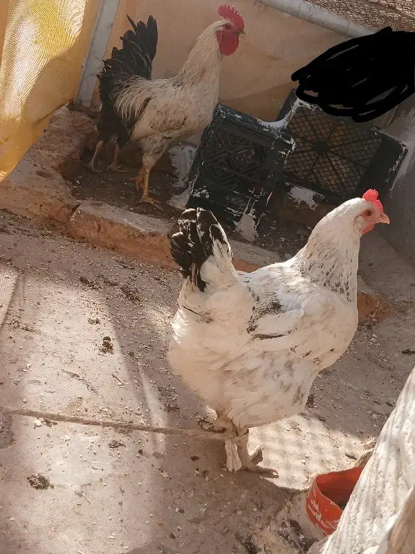 فروش مرغ خروس فوری|حیوانات مزرعه|مسجد سلیمان, |دیوار