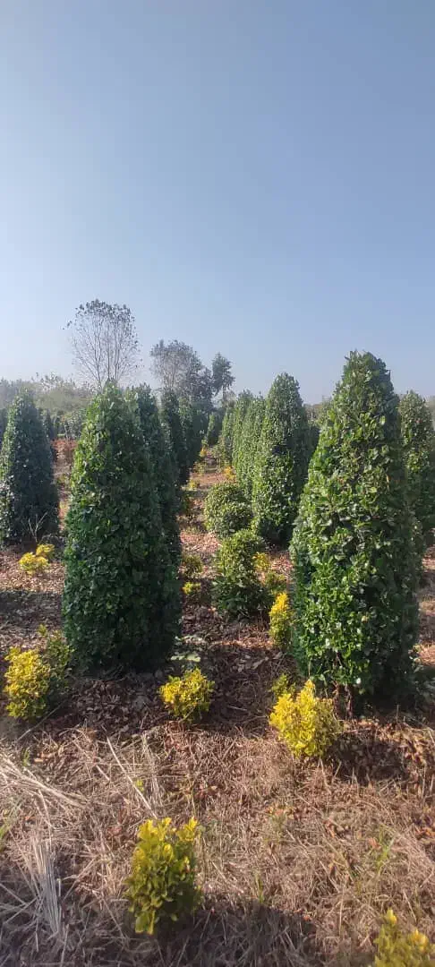 گل . یاس هلندی قیچی خورده زمینی|گل و گیاه طبیعی|شیرود, |دیوار