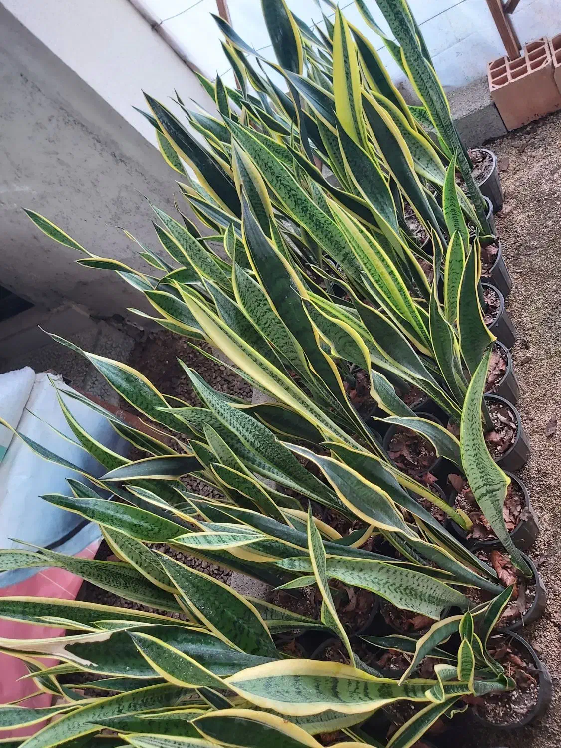 حراج سانسوریا ابلق|گل و گیاه طبیعی|محمودآباد, |دیوار