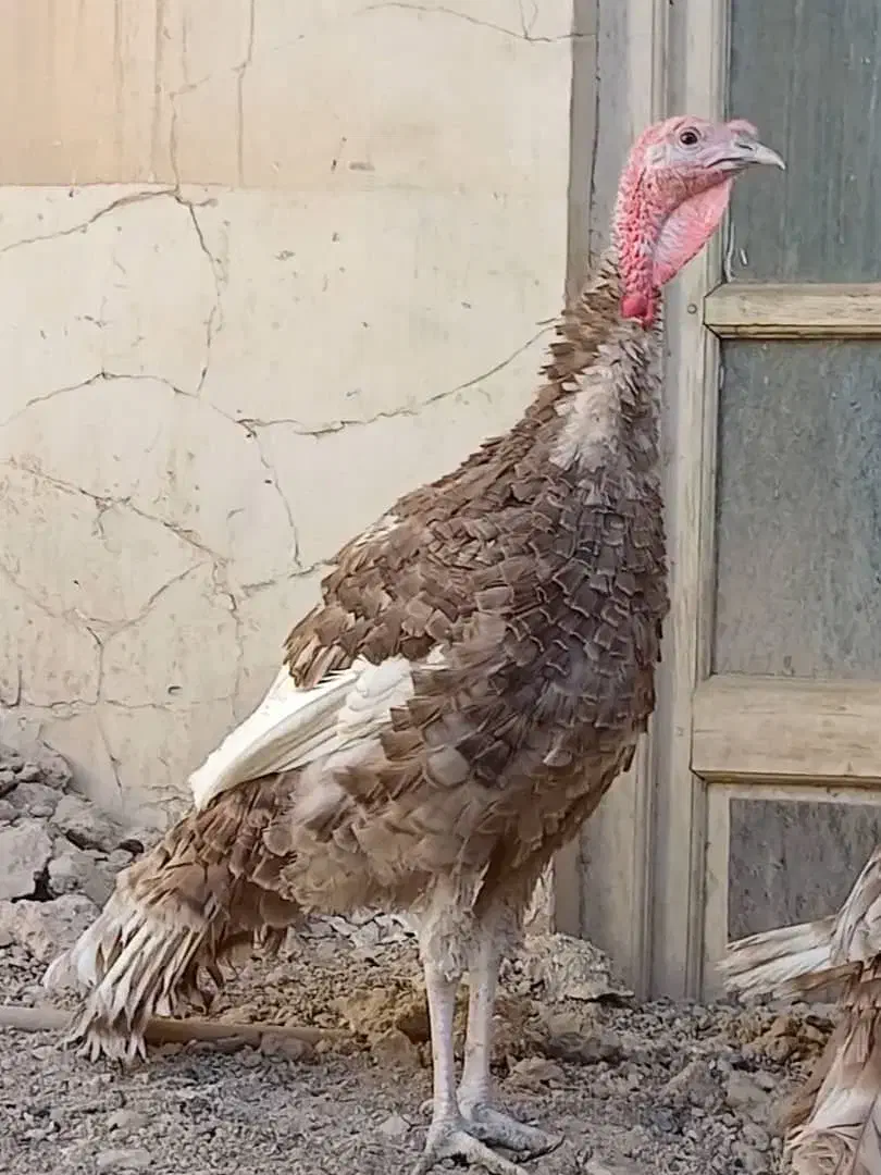 ۳ عدد بربون جوان|حیوانات مزرعه|لنجان, |دیوار