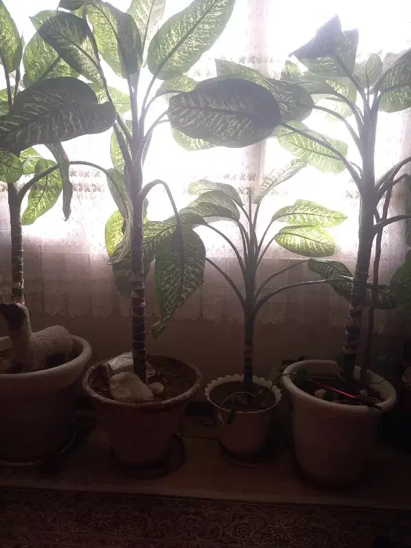 این گل از ۳ سال دارم دیگه نمیخوامش|گل و گیاه طبیعی|تهران, سردارجنگل|دیوار