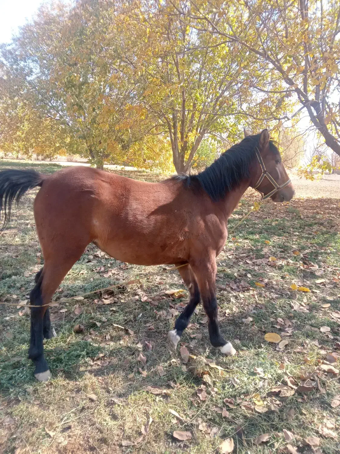 اسب|اسب و تجهیزات اسب‌سواری|درودزن, |دیوار