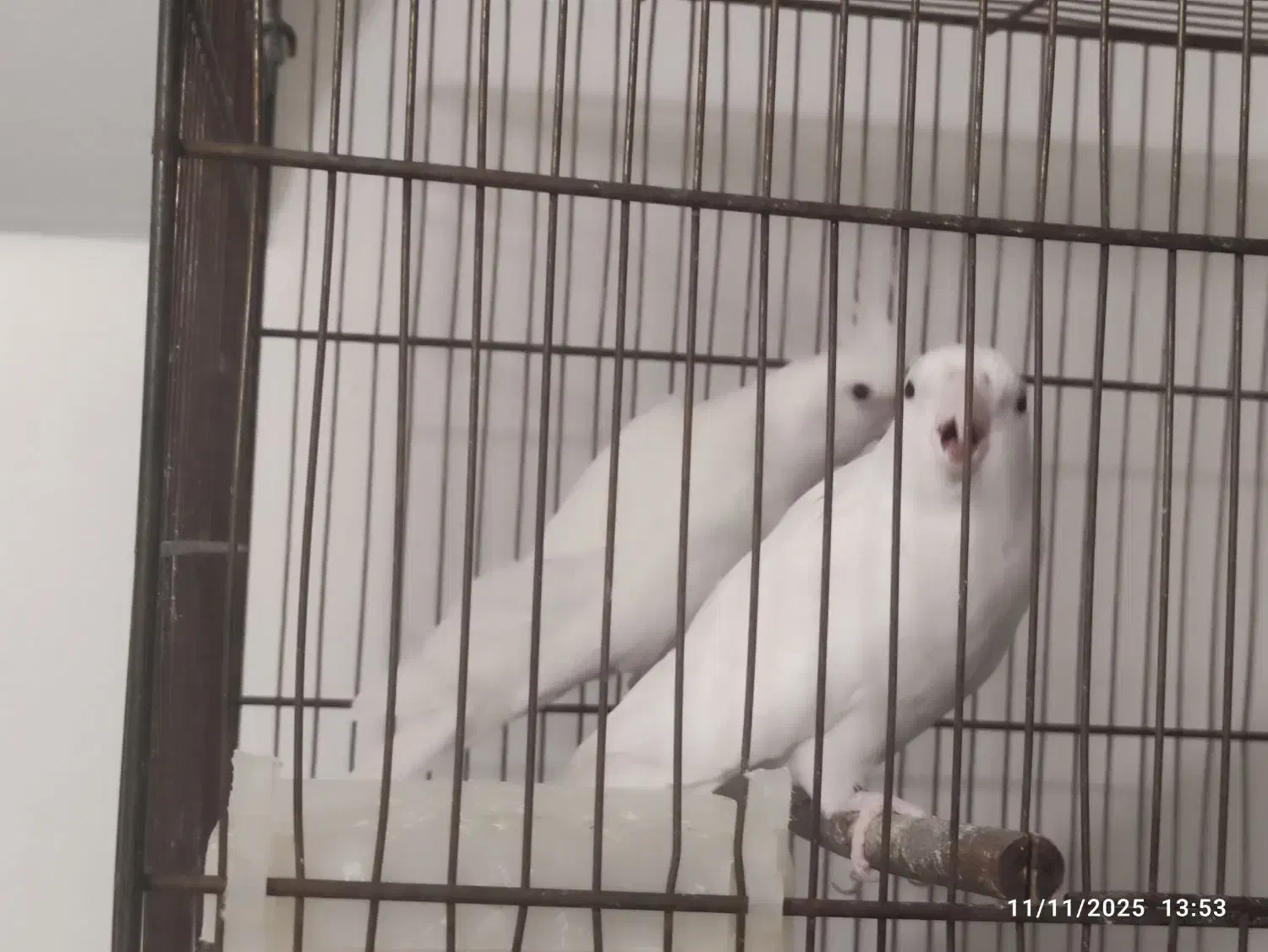 دو عدد ماده البینو|پرنده|قم, شهرک امام حسن|دیوار