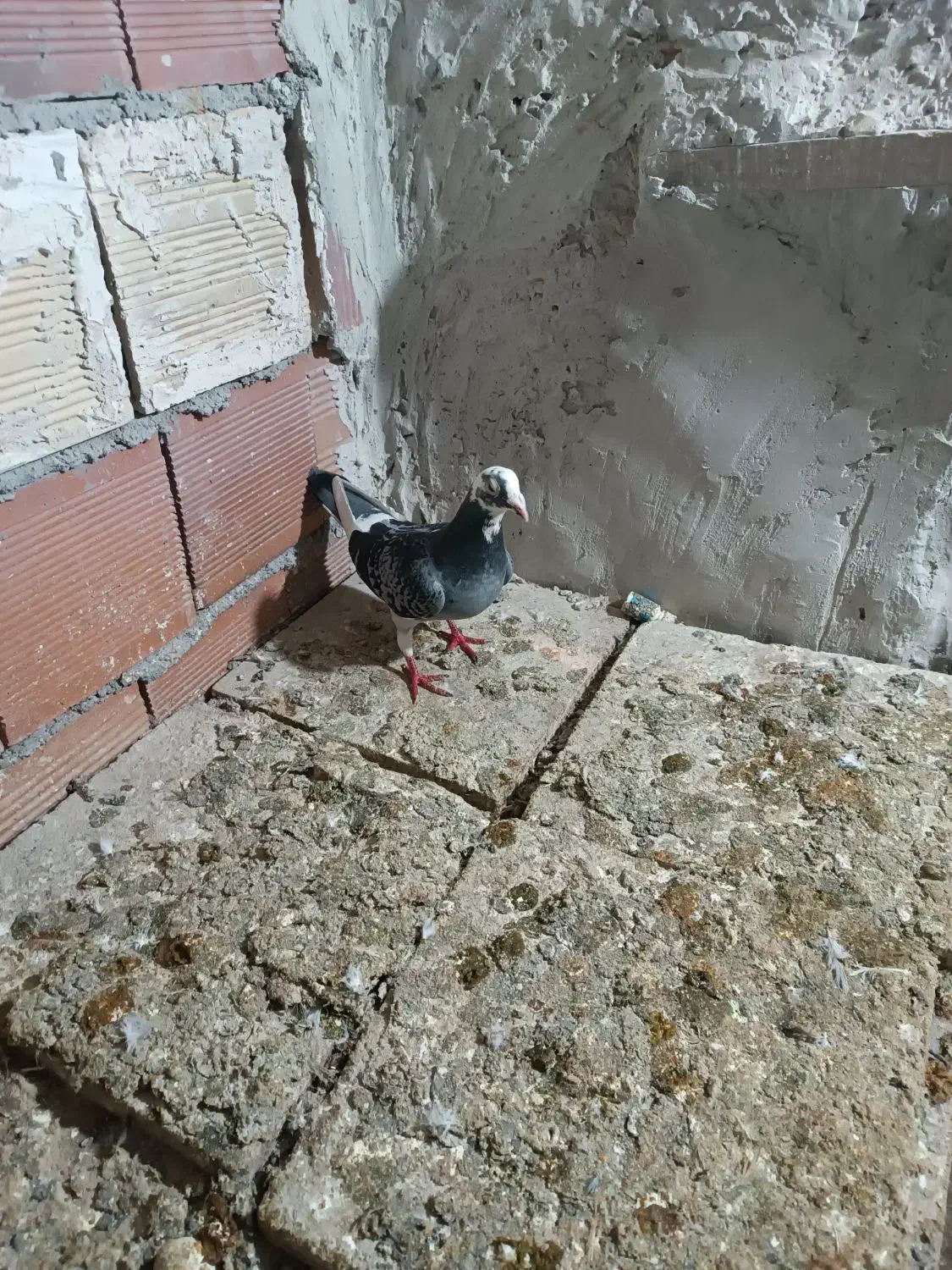 دوبر ماده|پرنده|اردبیل, |دیوار