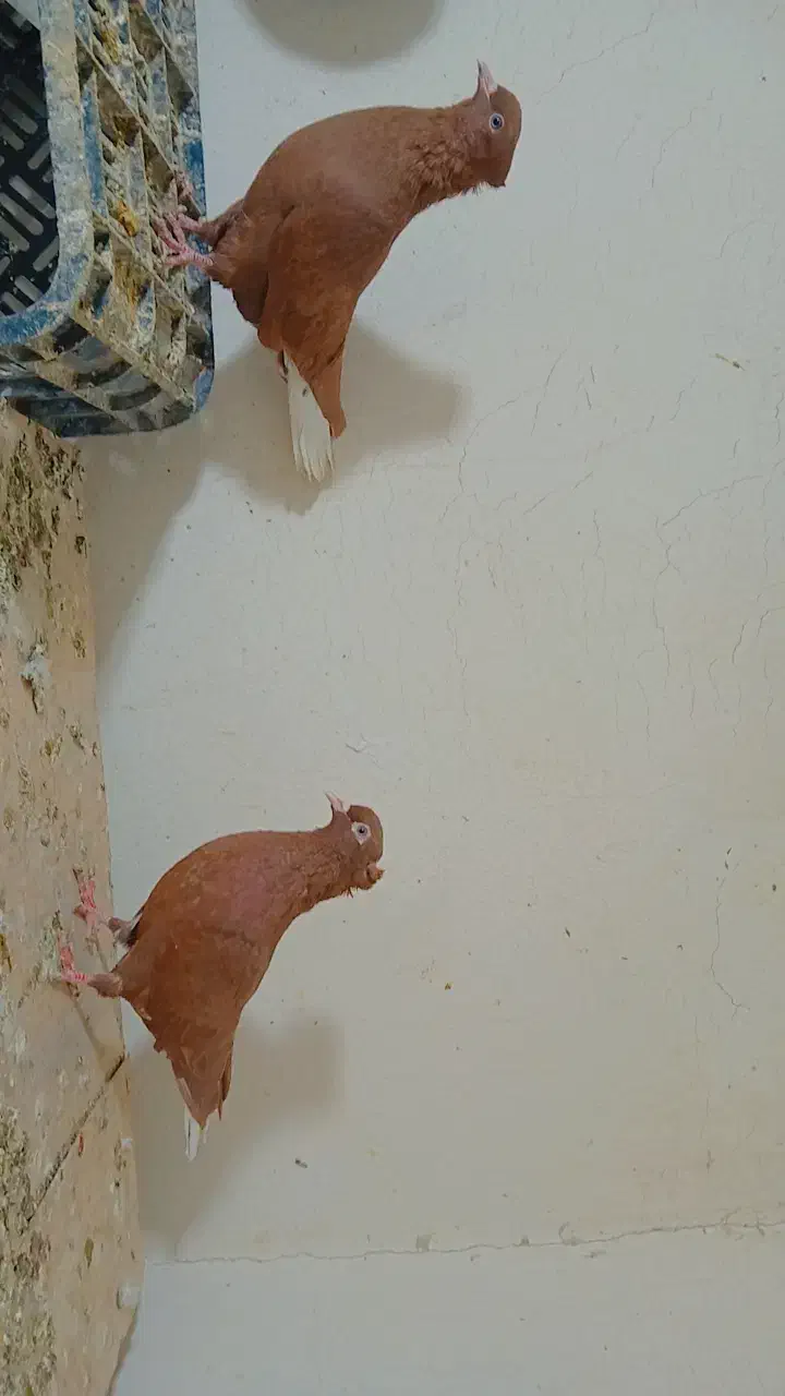 کبوتر رنگی و سار نر و ماده|پرنده|چناران, |دیوار