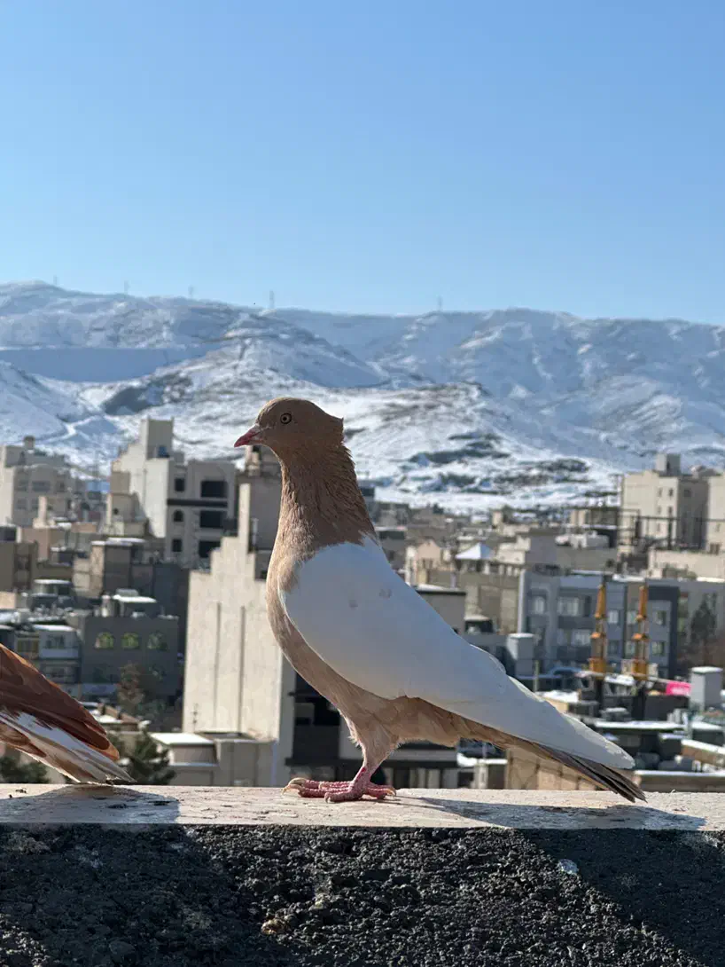 تعدادی کفتر رنگی جفت تهرونی نر و ماده|پرنده|مشهد, رضاشهر|دیوار