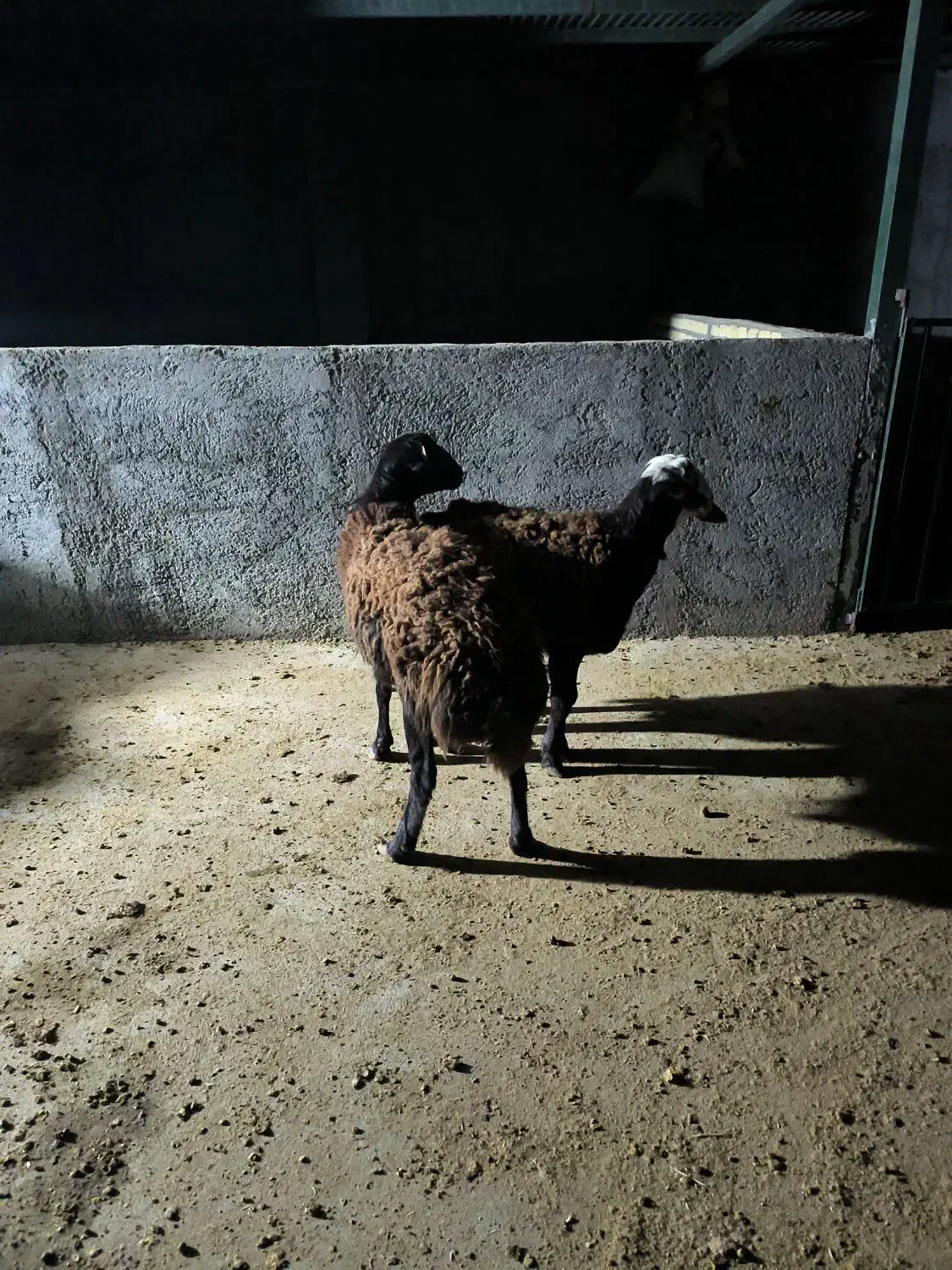 دوعدد‌بره‌قوچ‌قزل‌افشار‌اصل|حیوانات مزرعه|کوهدشت, |دیوار