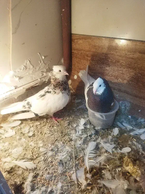 کفتر|پرنده|نیشابور, گنبد سبز|دیوار