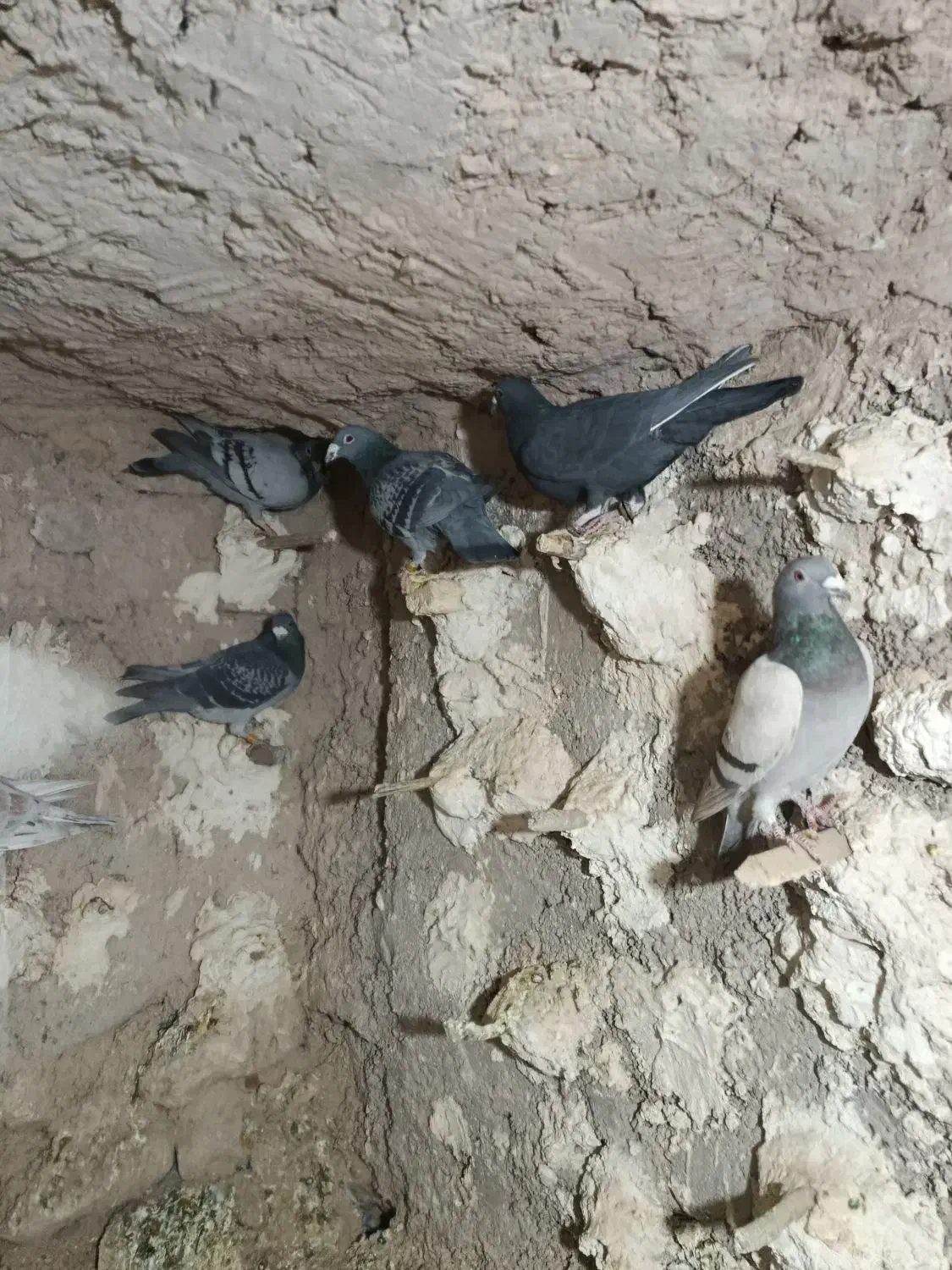 کفتر پلاکی و بهبهانی.وشهری|پرنده|ارسنجان, |دیوار