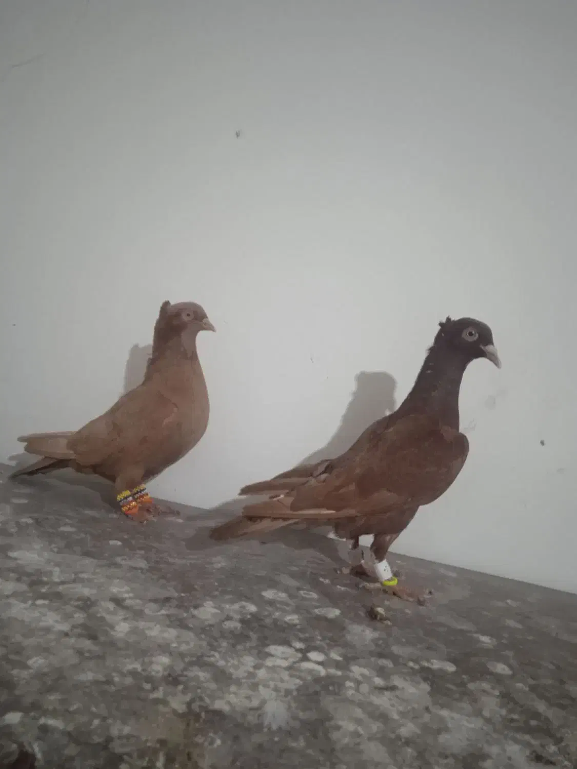 کفتر|پرنده|فیروزه, |دیوار