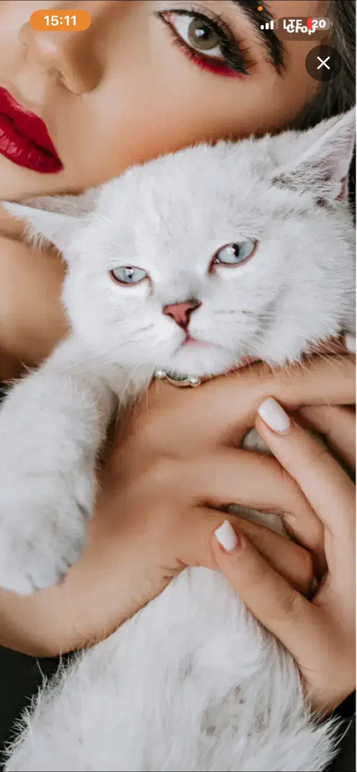 جفت گیری گربه نر سیلور چشم ابی چینچلا|گربه|کرمانشاه, |دیوار