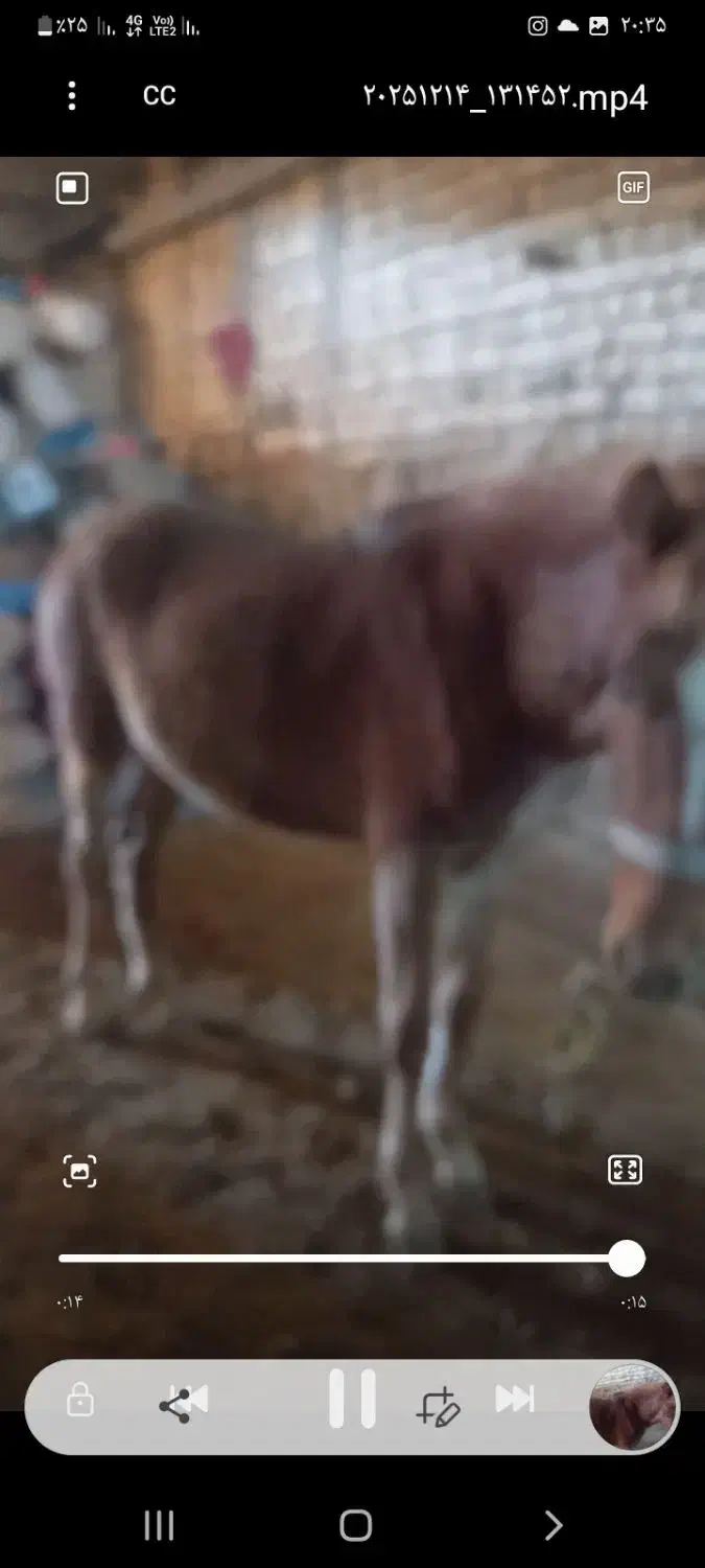 کره مادیون ۱سال|اسب و تجهیزات اسب‌سواری|داران, |دیوار