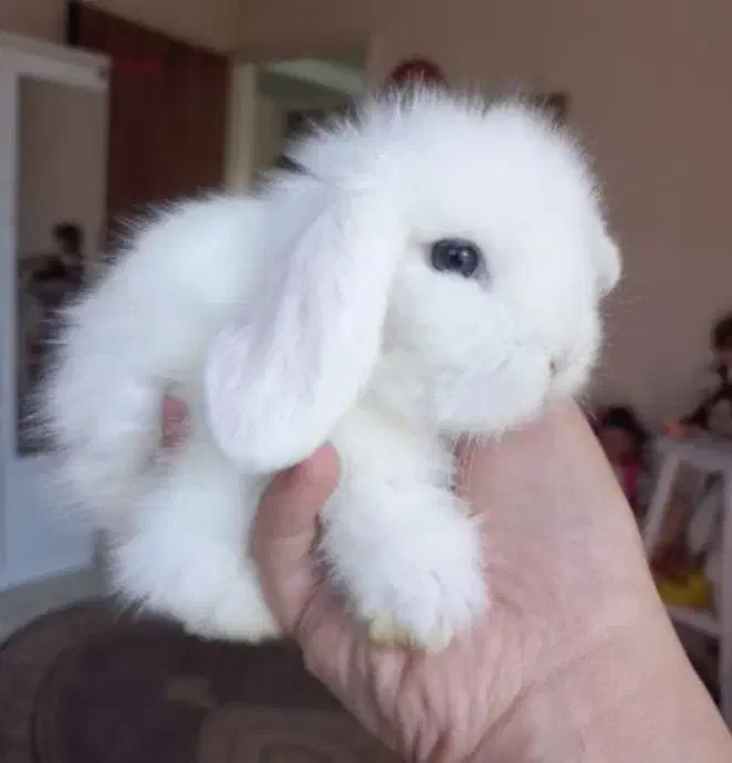 خرگوش مینی لوپ سفید برفی کیوت|موش و خرگوش|کرج, کرج نو|دیوار