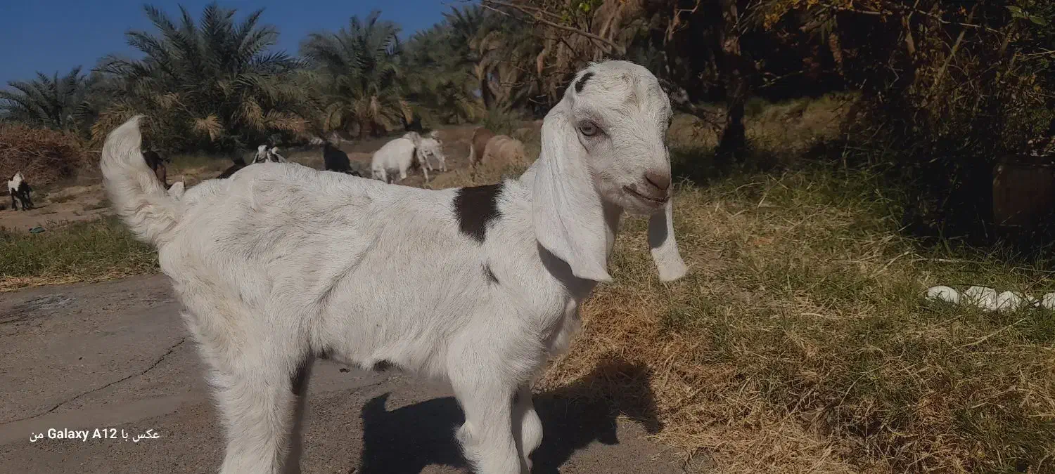 فروش دوبز و دو کهره و یک گیسه|حیوانات مزرعه|نگین کویر, |دیوار