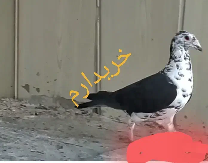 سینه سفید|پرنده|زاهدان, |دیوار