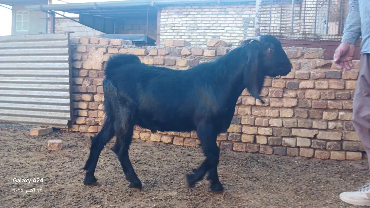 بزغاله نر|حیوانات مزرعه|فرمهین, |دیوار