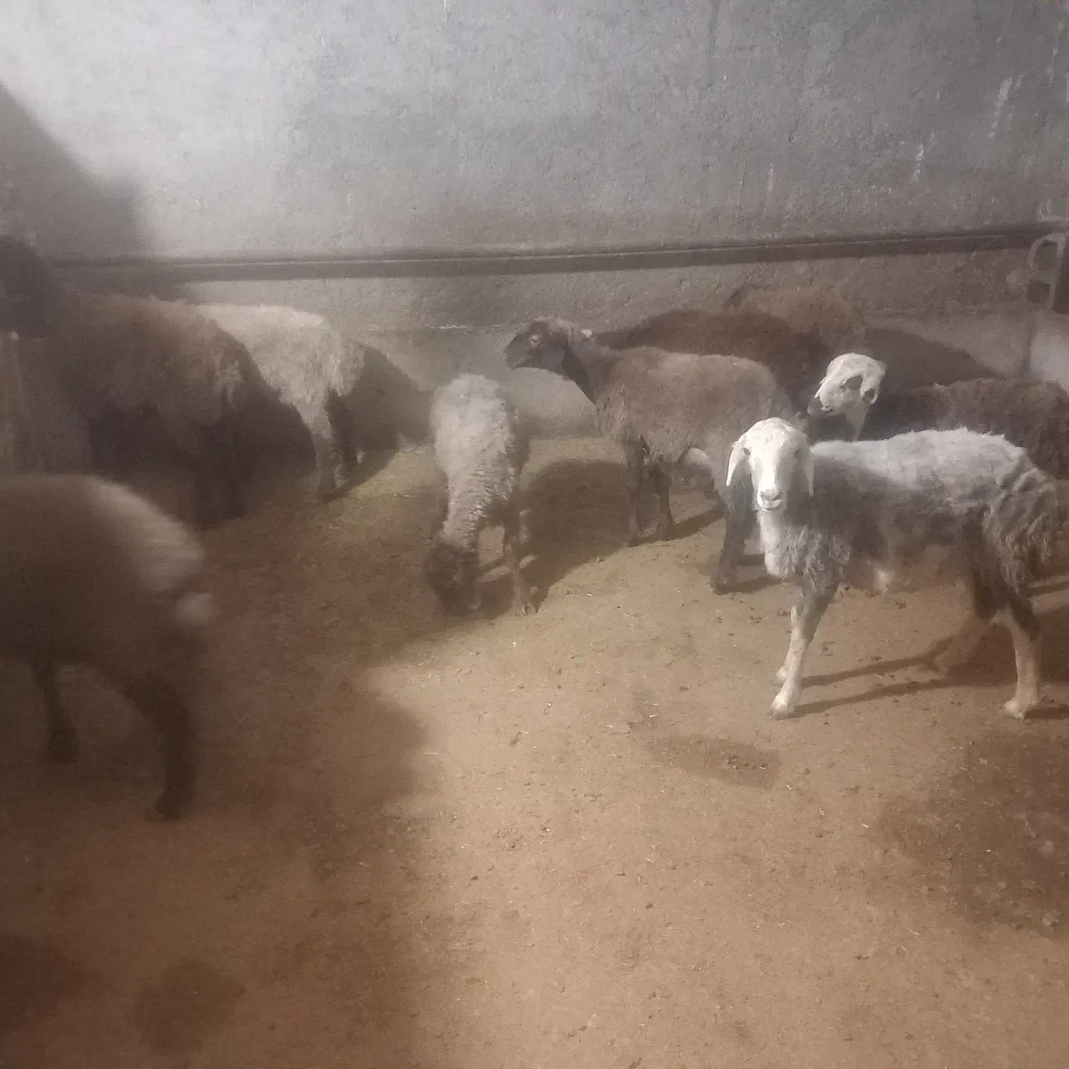 ۸عدد برماده|حیوانات مزرعه|کاکاوند, |دیوار