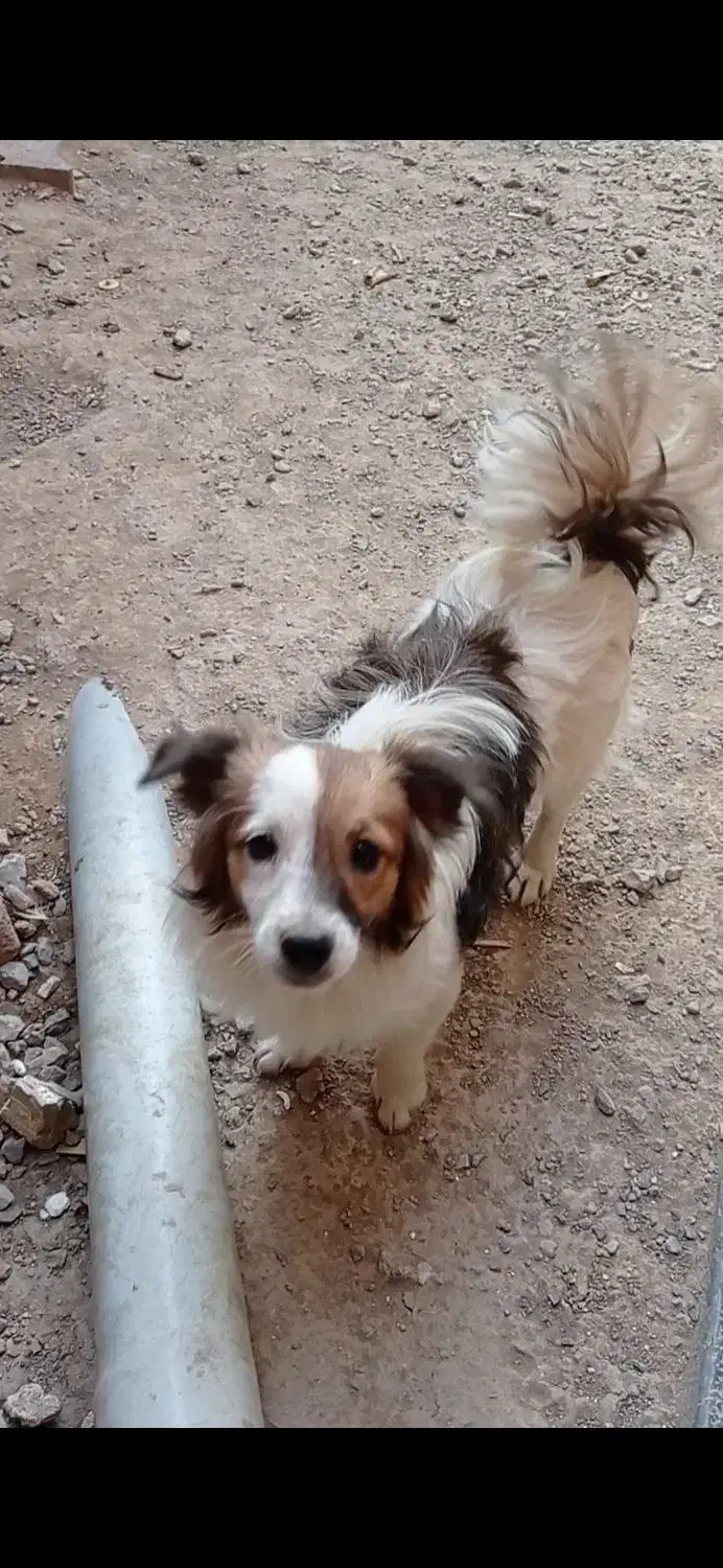 معاوضه با عروس هلندی|سگ|خمینی‌شهر, |دیوار