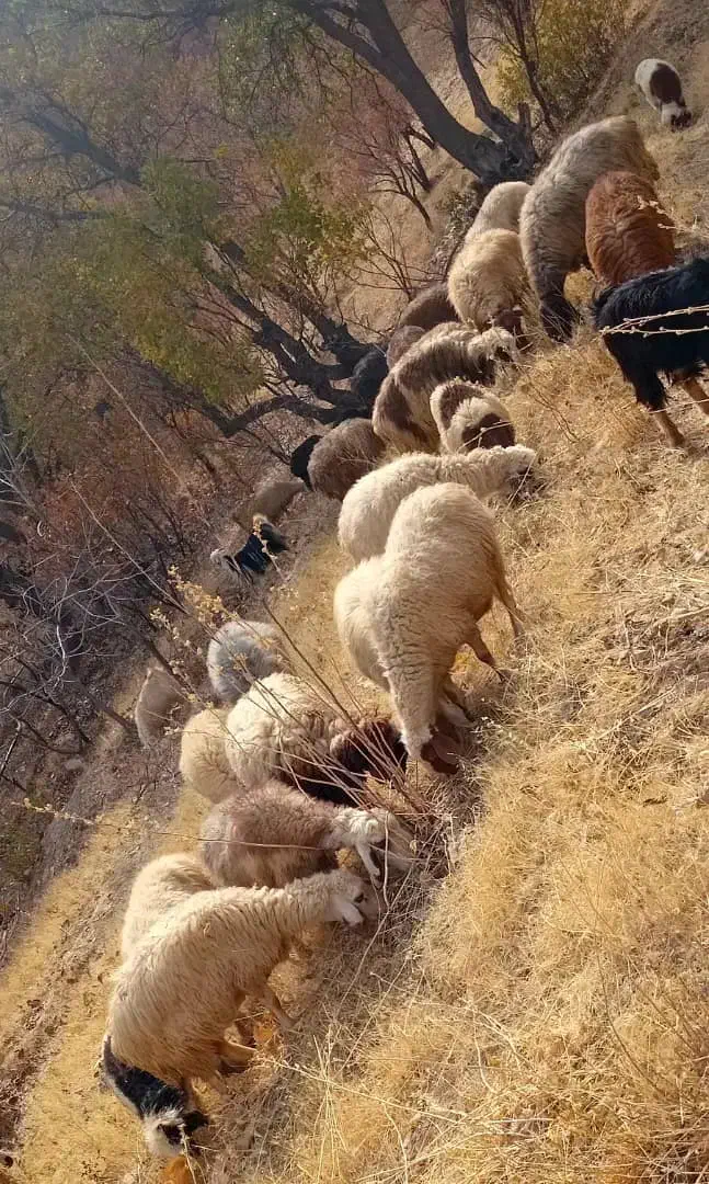 گوسفند جهت فروش|حیوانات مزرعه|لوداب, |دیوار