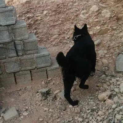 ژرمن بلک شولاین|سگ|شیراز, قلات|دیوار