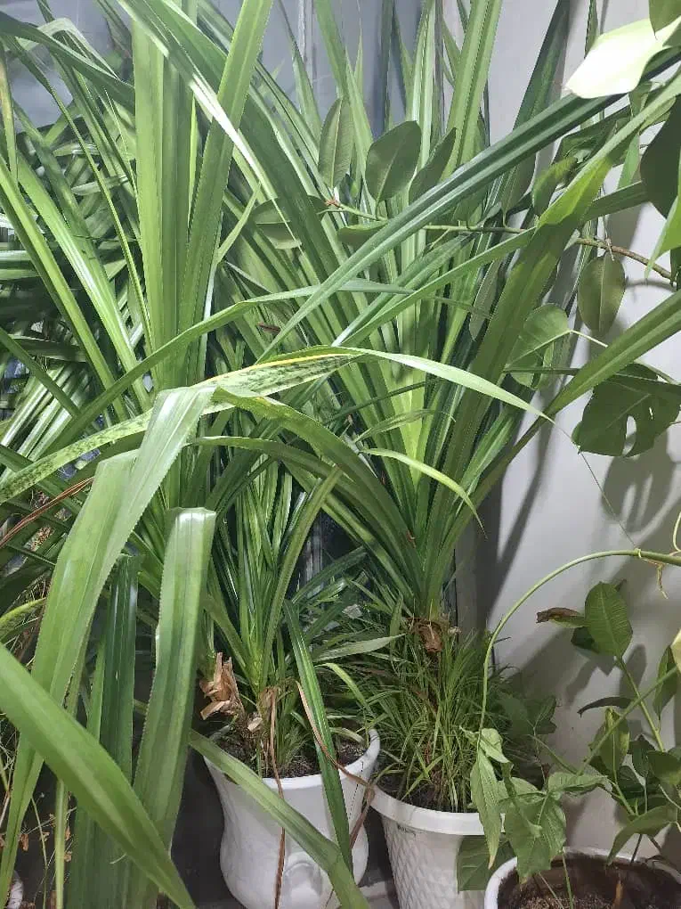 گل پاندانوس|گل و گیاه طبیعی|قدس, شهرقدس|دیوار