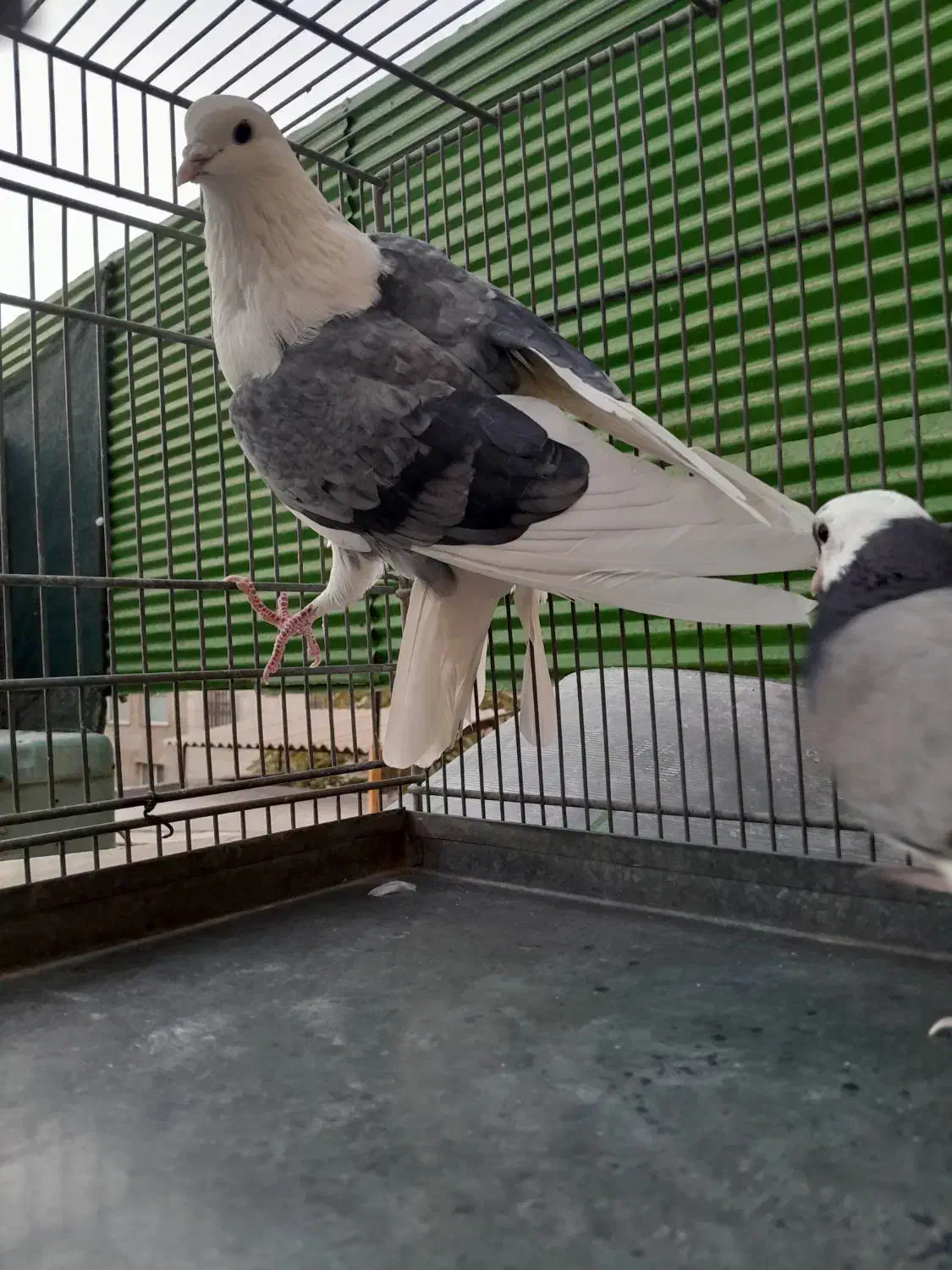 کبوتر پرشی|پرنده|تهران, ائمه اطهار|دیوار