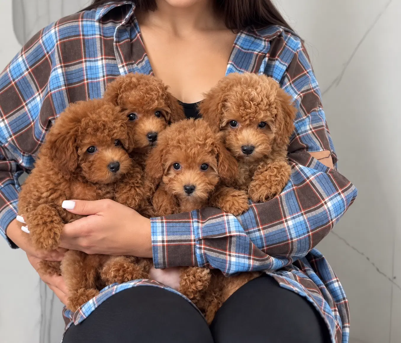 toy poodle Red|سگ|تهران, پونک|دیوار