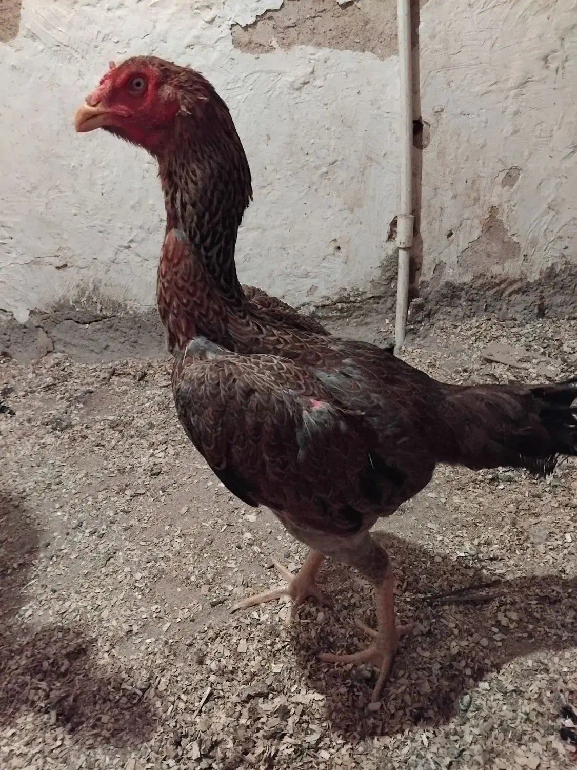 مرغ لاری|حیوانات مزرعه|آذرشهر, |دیوار