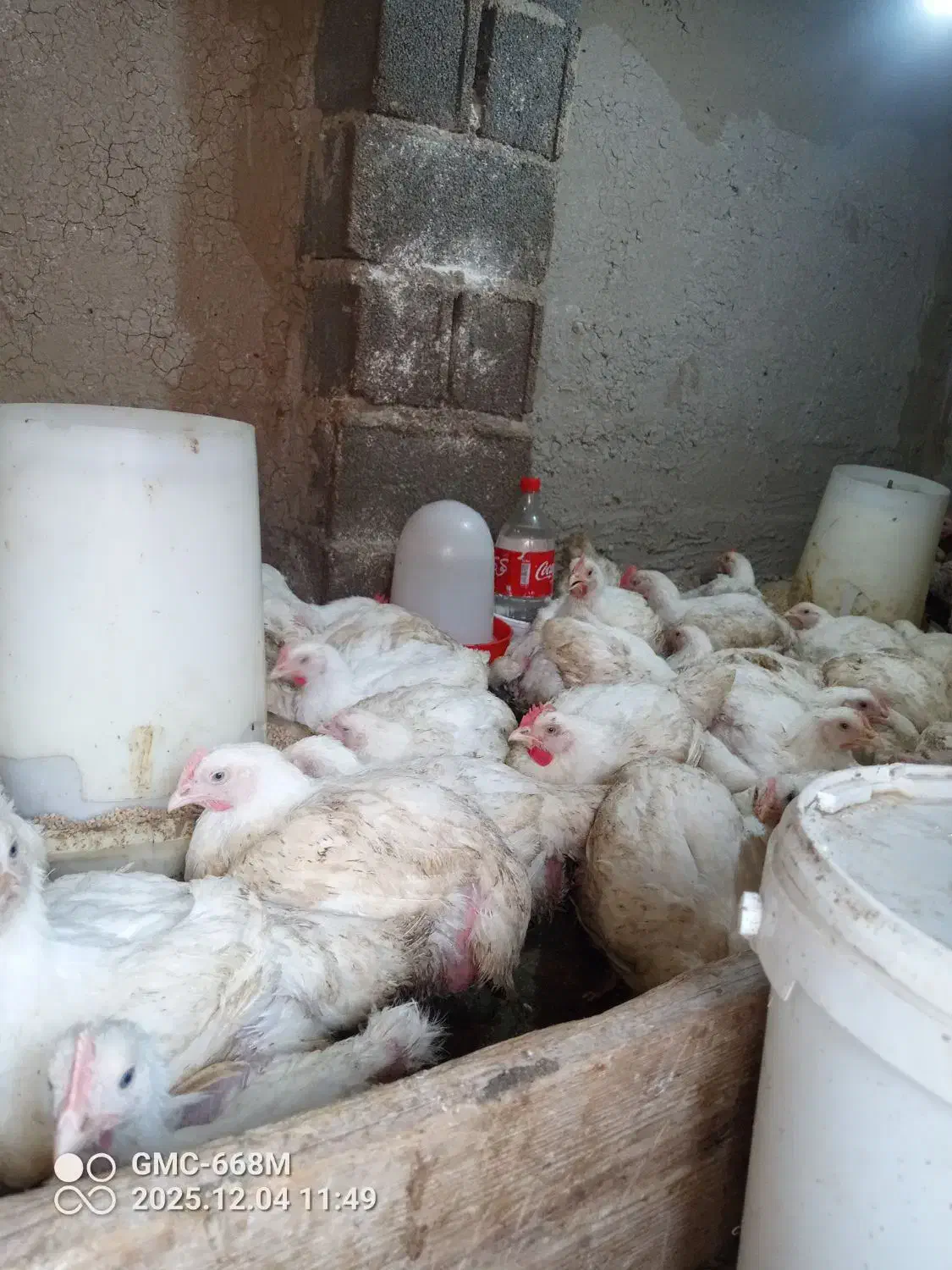 مرغ اوگانیک|حیوانات مزرعه|گمیشان, |دیوار