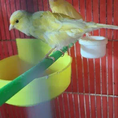 جفت قناری|پرنده|تربت جام, فاز ۲ فرهنگیان|دیوار